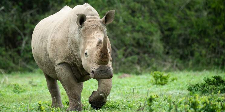1-Day Rhino & Lion Safari from Johanensburg