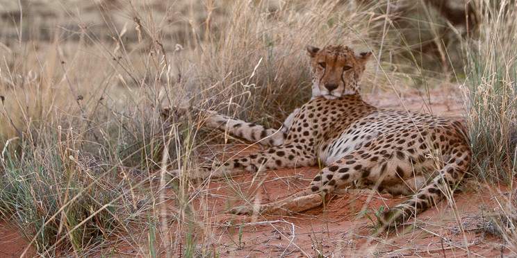 12-Day Victoria Falls, Cape Town & Safari Journey