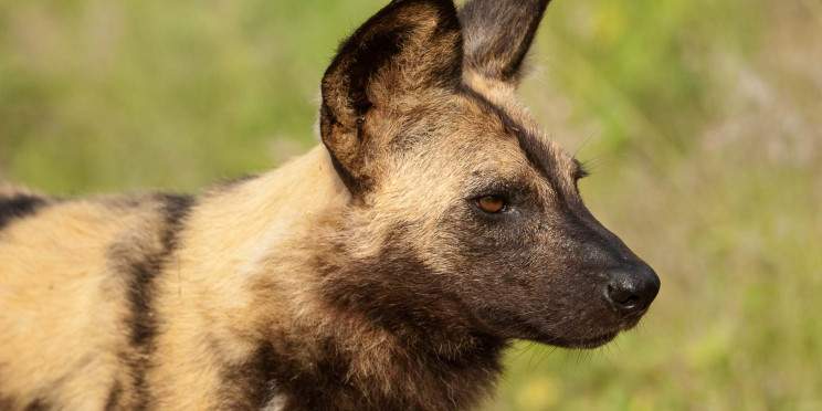 4-Day Signature Kruger & Panorama Wildlife Adventure