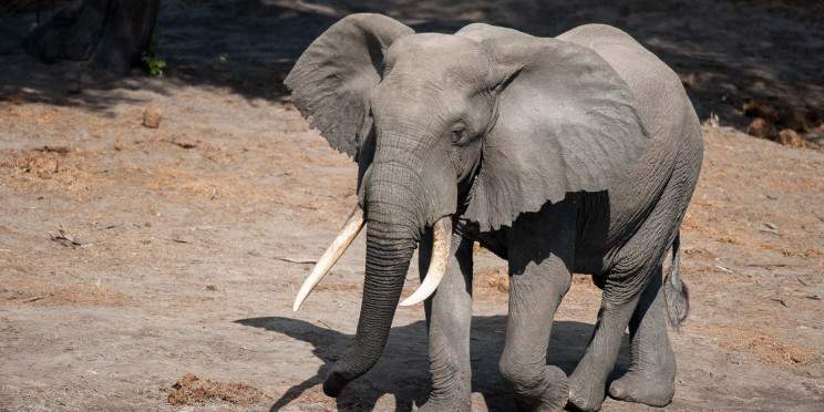 3-Day Authentic Sabi Sands Big Five Safari