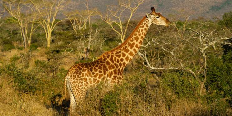 4-Day Timbavati Luxury Fly-in Safari