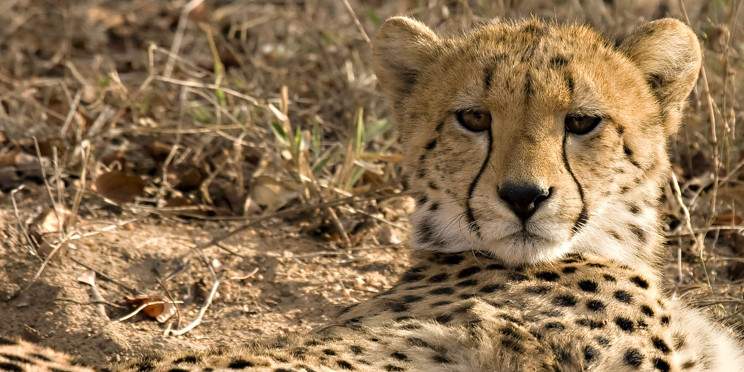 3-Day Kruger National Park Budget Camping Safari