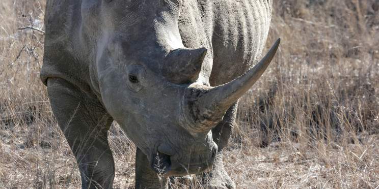 3-Day Greater Kruger Safari with Marc's Tree House