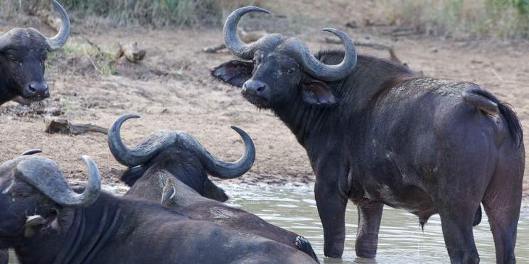 2-Day Greater Kruger Safari – Budget-Friendly Escape