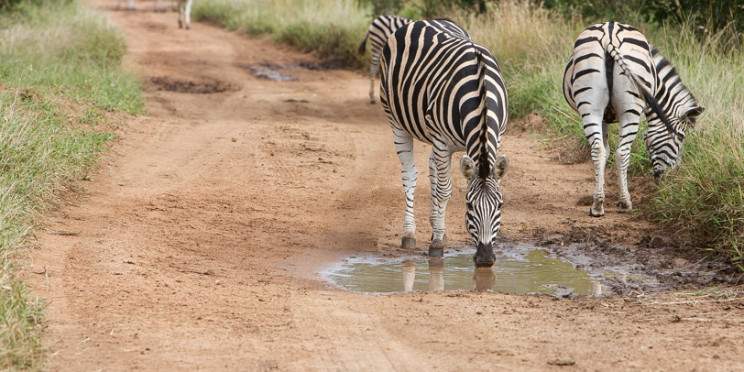 6-Day Midrange Kruger & Panorama Route with Bush Walk