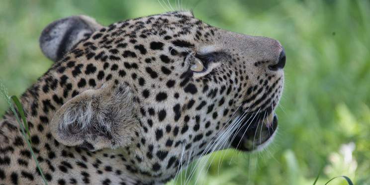 6-Day Luxury Kruger Safari & Panorama Route