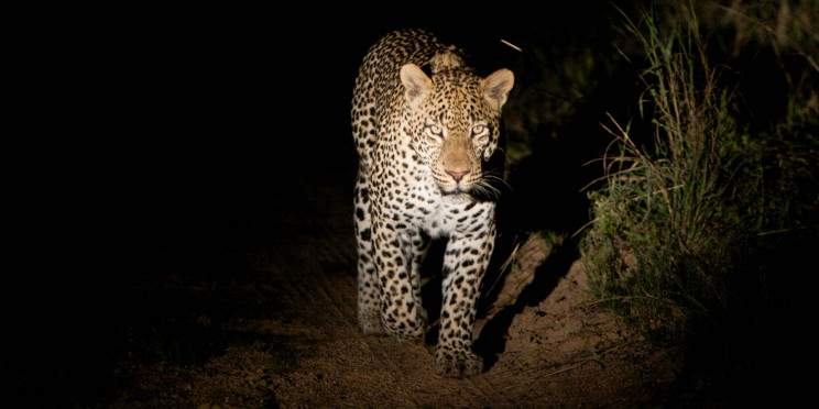 4-Day Kapama Southern Camp Safari