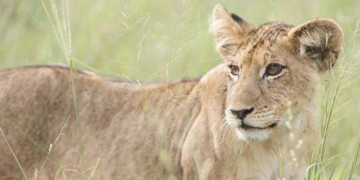 3-Day Sabi Sands Elephant Plains Lodge Safari