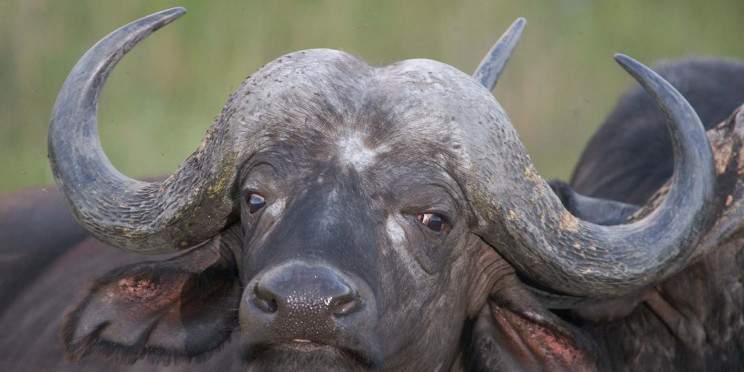 5-Day Luxury Safari Kruger National Park South Africa