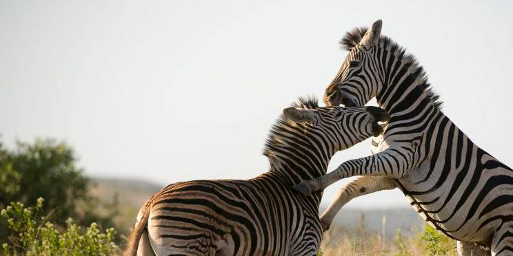 4-Day Kruger Safari from Johannesburg