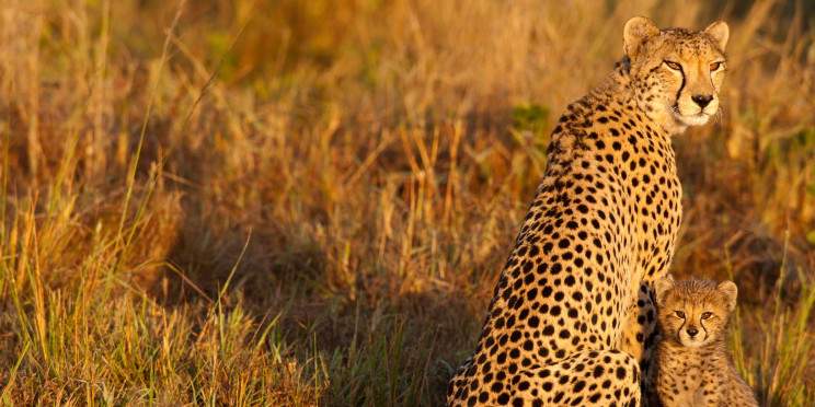 10-Day Affordable Cape Town to Kruger to Johannesburg