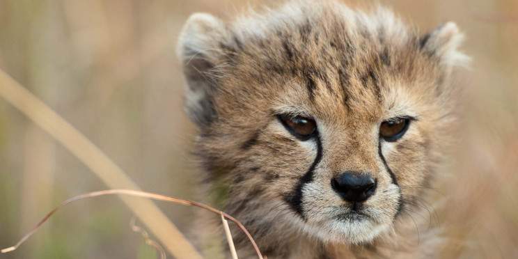 4-Day Kapama River Lodge Game Safari
