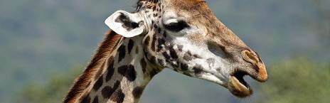 11-Day Lake Hopping Safari - Tented