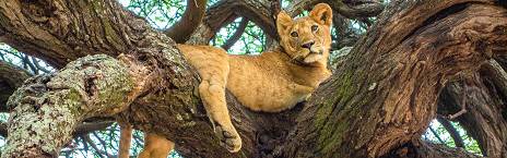 11-Day From Bush to Beach Tented Safari