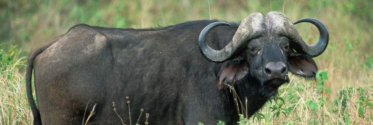 Arusha National Park Game Drive & Walking Safari