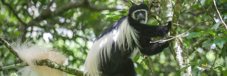 Transfer to Arusha National Park