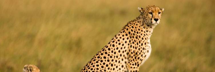 Final Game Drive in Central Serengeti National Park