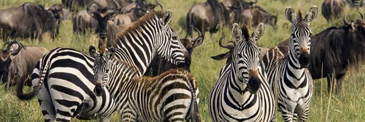 Central Serengeti National Park