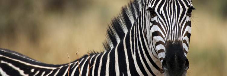 Game Drive in Central Serengeti National Park