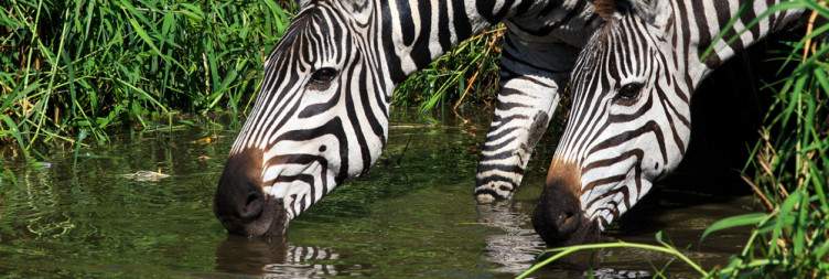 Central Serengeti National Park