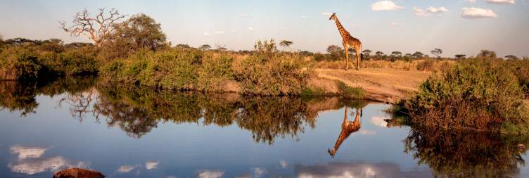 Transfer to Central Serengeti National Park