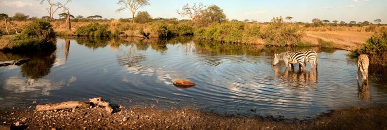 Transfer from Central Serengeti National Park to Ngorongoro Highlands