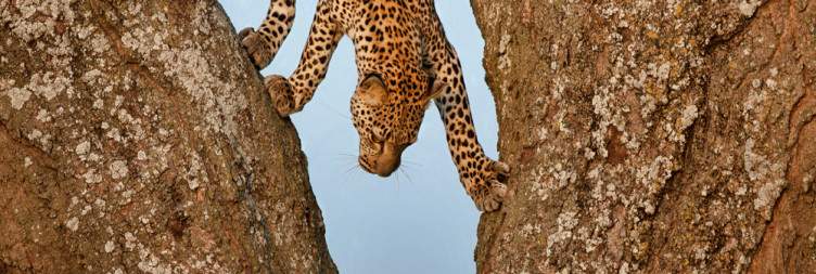 Game Drive in Central Serengeti