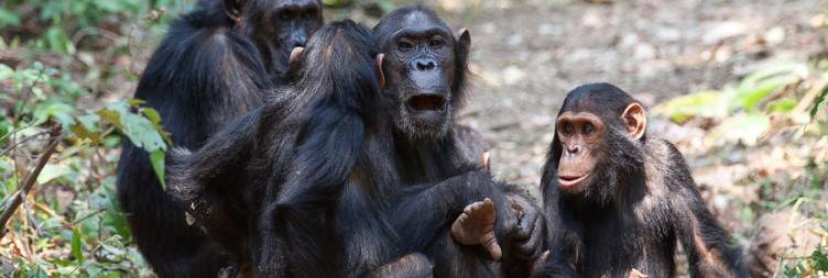 Kigoma - Gombe National Park