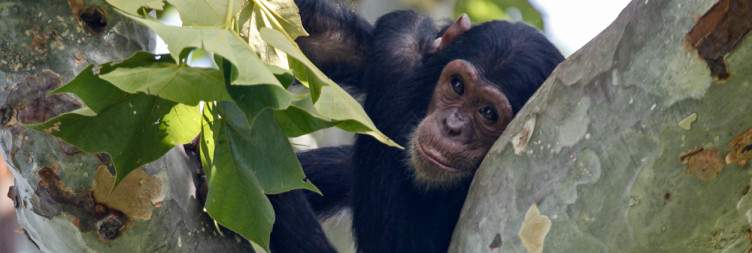 Dar es Salaam to Gombe National Park