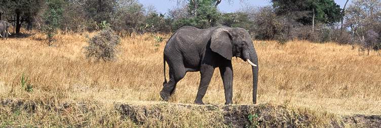 Katavi National Park