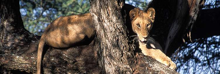 Arusha to Lake Manyara National Park