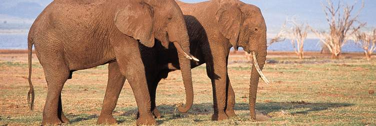 Arusha to Lake Manyara National Park