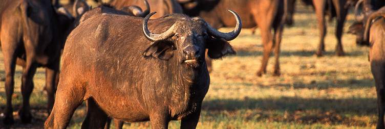 Lake Manyara National Park & Departure at Kilimanjaro International Airport