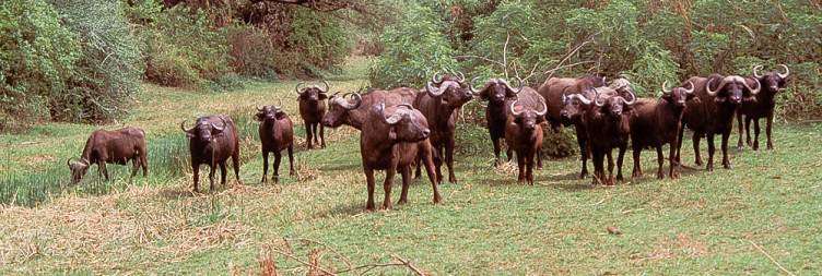 Drive to Lake Manyara National Park for Game Drive