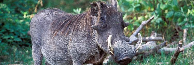 Burunge to Lake Manyara National Park