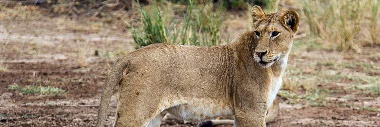 Game Drive Lake Manyara National Park & Drive to Lake Natron
