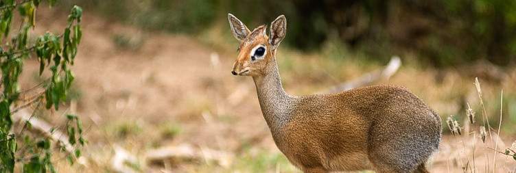 Arusha to Lake Manyara