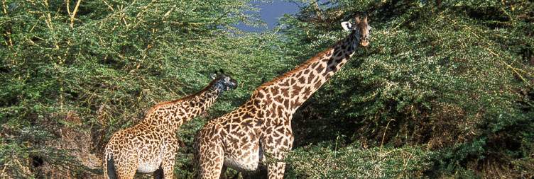 Lake Manyara National Park to Arusha or Kilimanjaro International Airport
