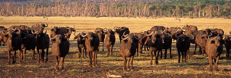 Manyara National Park