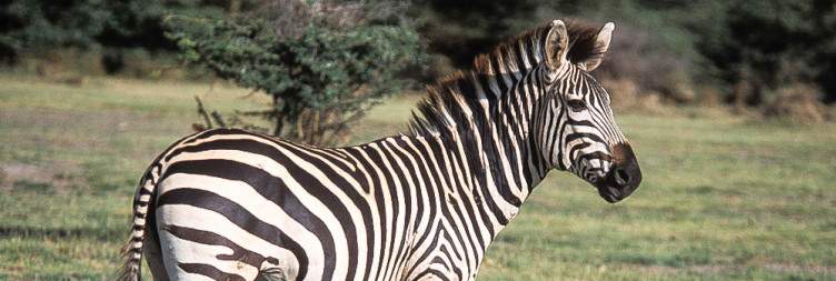 Drive to Lake Manyara National Park