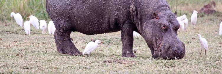 Lake Manyara National Park to Zanzibar(Stone Town)