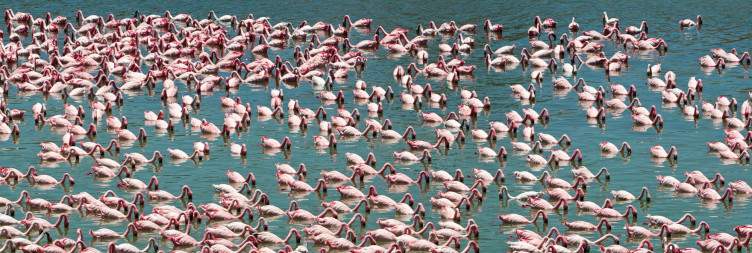 Arusha - Lake Manyara National Park/Tarangire National Park