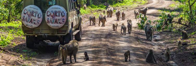 Lake Manyara National Park Game Drive – Transfer to Arusha & Luxury Bus to Dar es Salaam