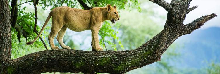 Lake Manyara National Park-Zanzibar Stone Town