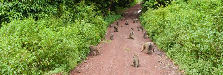 Lake Manyara National Park & Departure