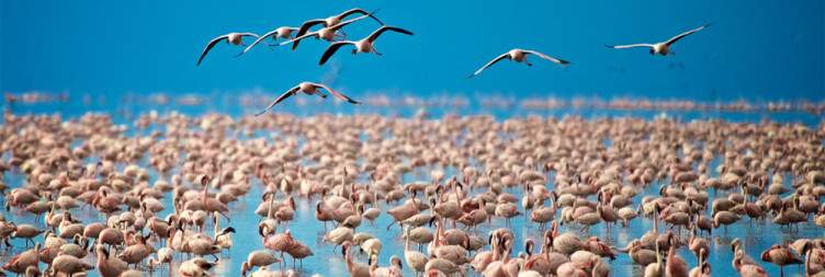 Lake Manyara National Park Enjoying Game drive & Transfer to Arusha City for Relaxation