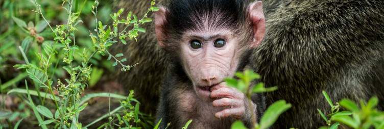 Scenic Transfer to Lake Manyara for Game Drive