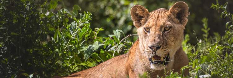 Lake Manyara – Arusha/Jro