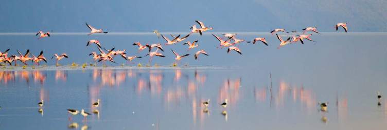 Game Drive in Lake Manyara National Park