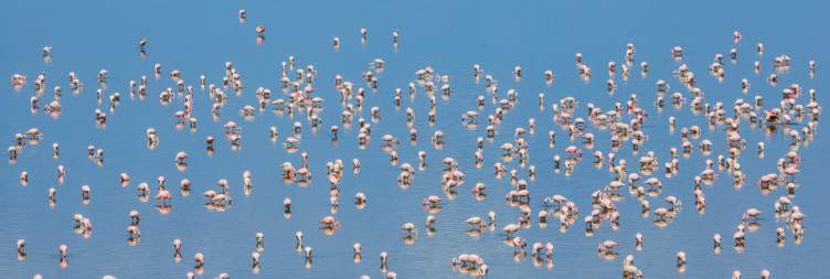 Flamingo Walk Lake Natron